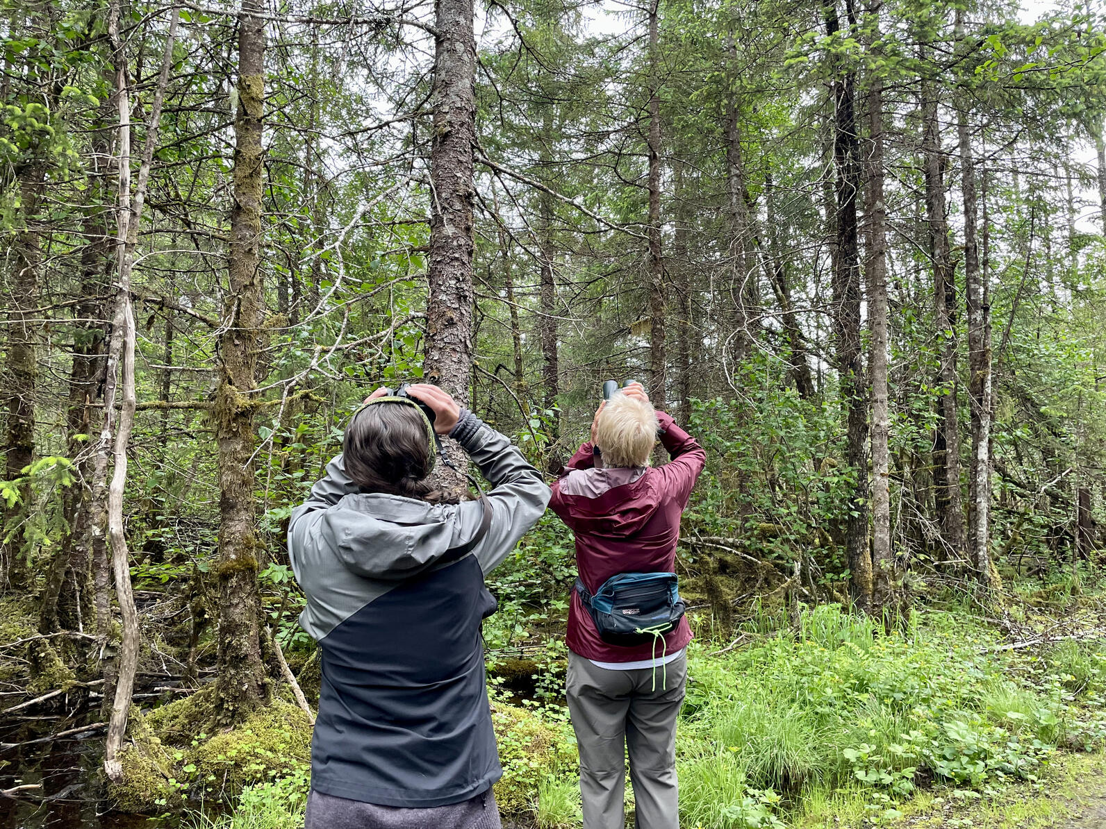 Birding in Southeast Alaska.