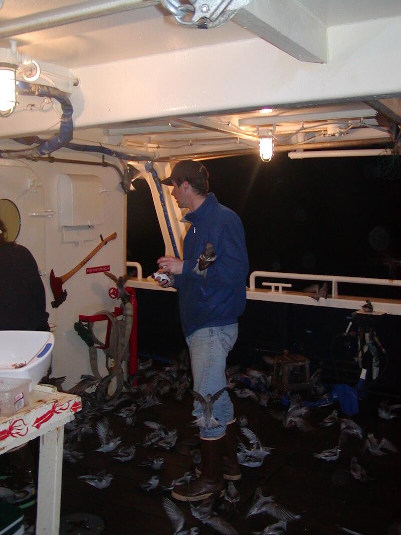 Man standing on ship deck surrounded by birds