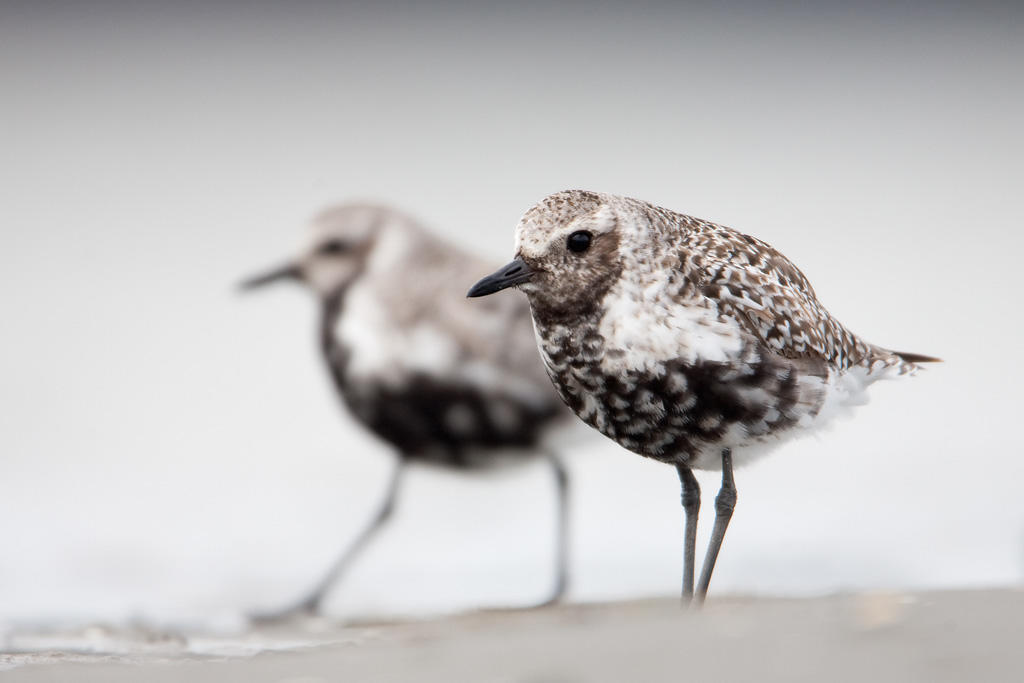 Black-bellied Plovers