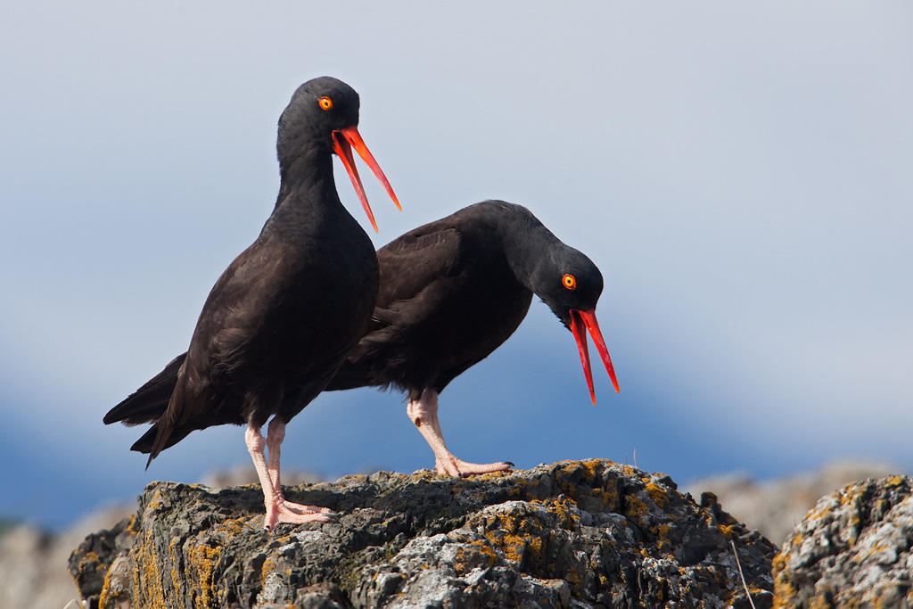 Black Oystercatchers. Black Oystercatchers.