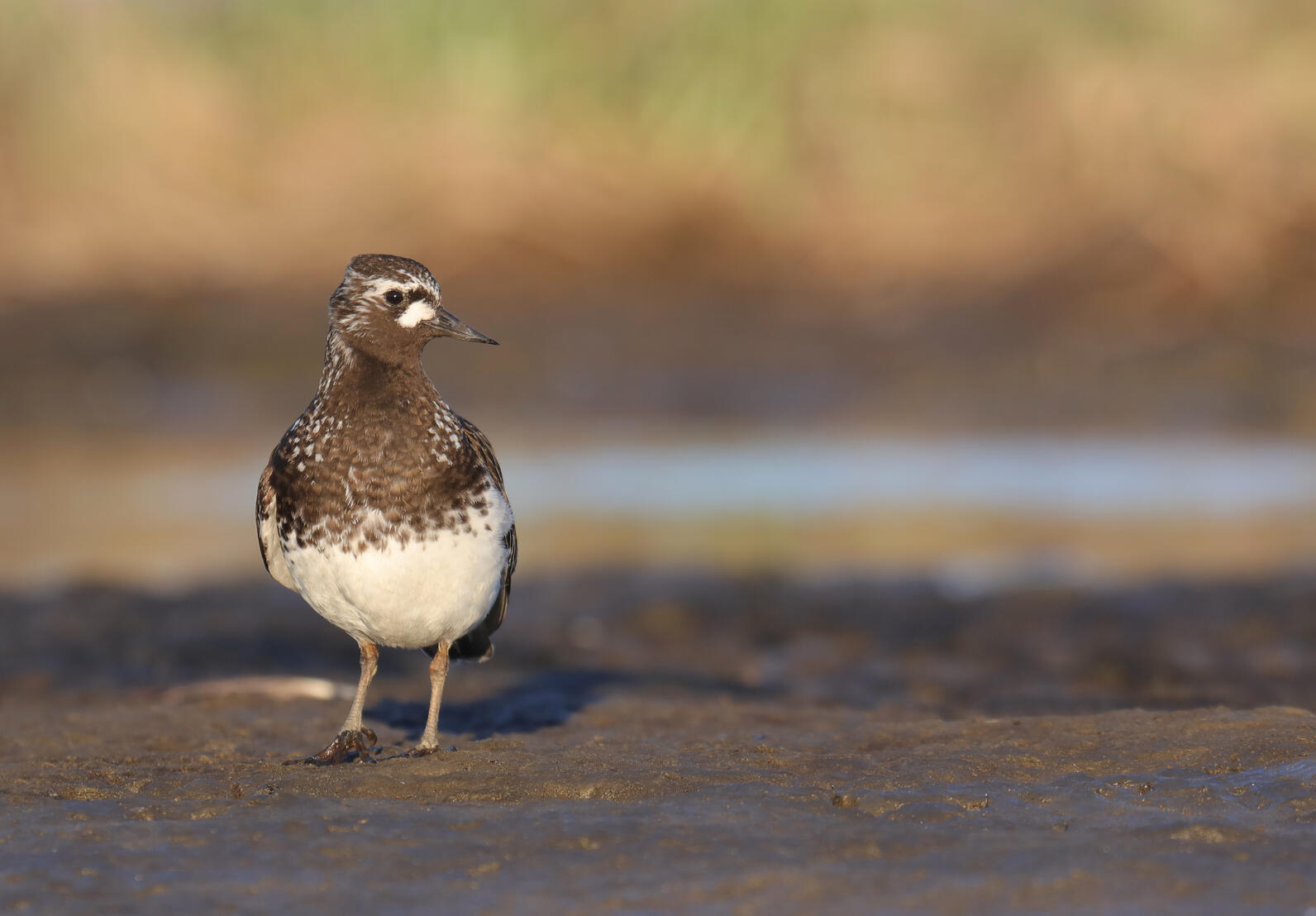 Black Turnstone Black Turnstone