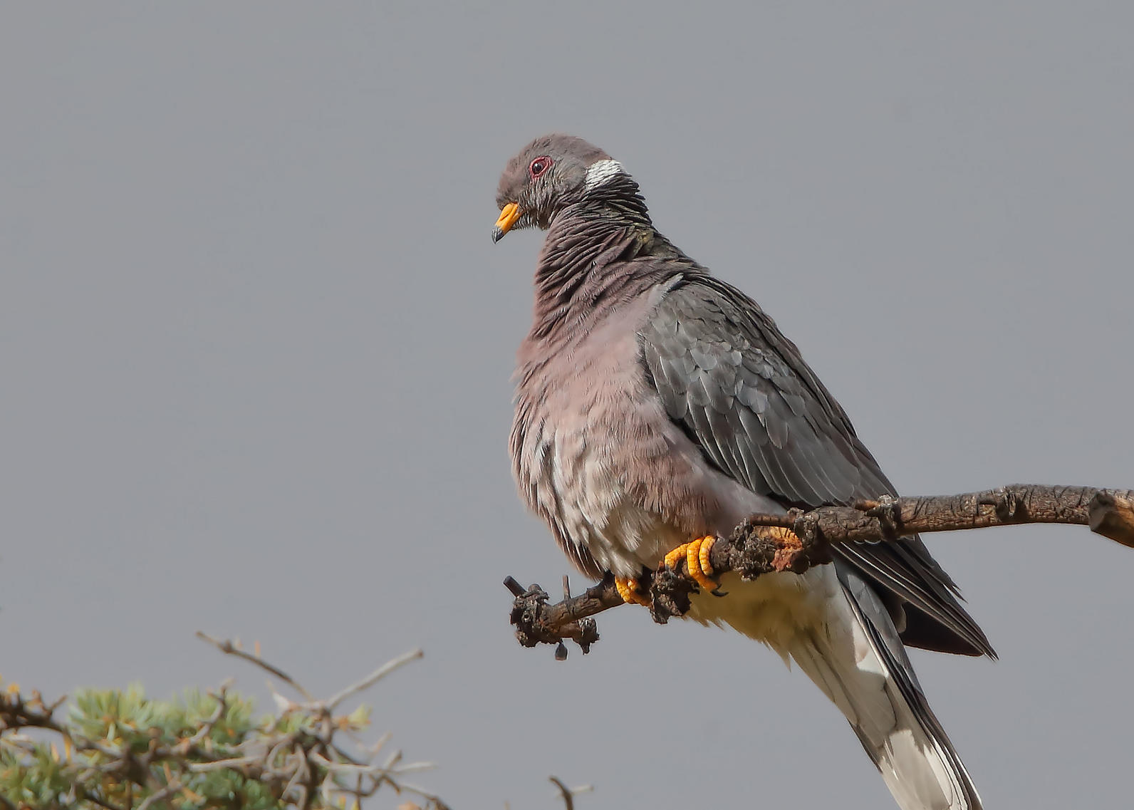 Band-tailed Pigeon. 