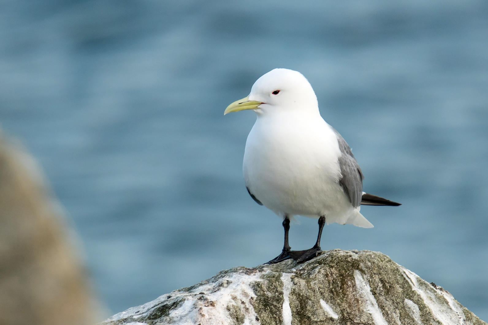 Black-legged Kittiwake