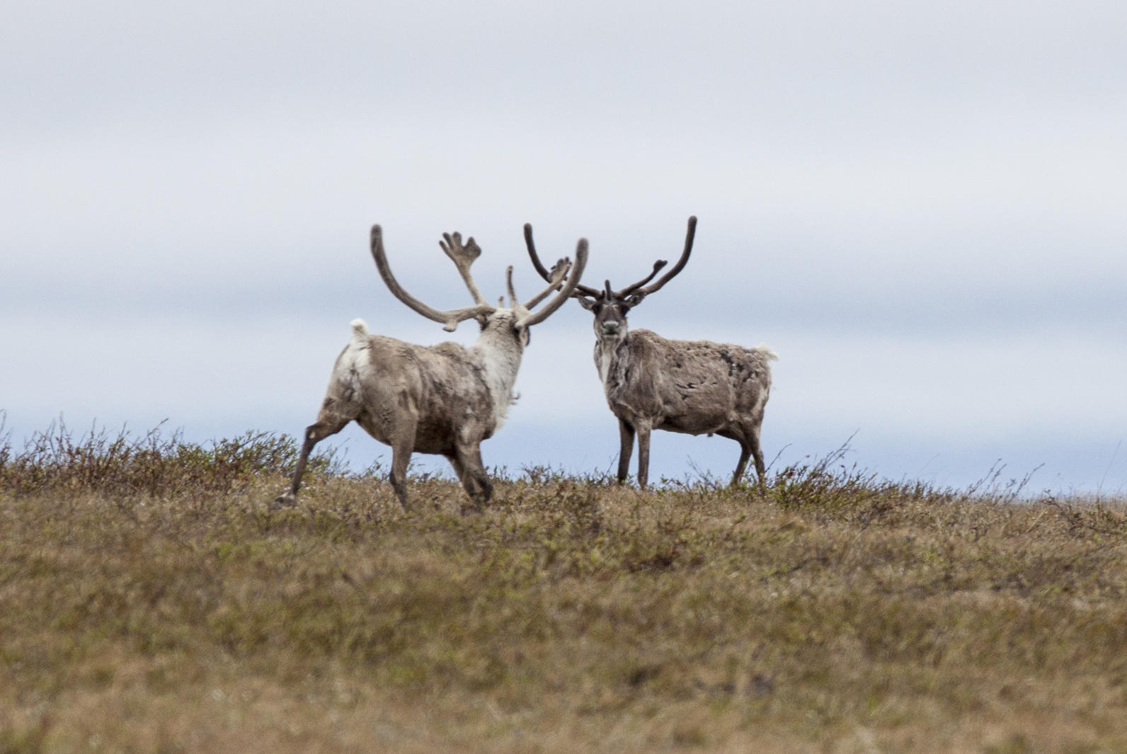 Caribou Caribou