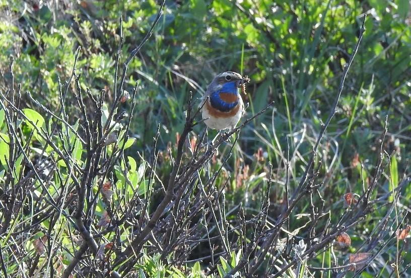 Bluethroat in Arctic Refuge Bluethroat in Arctic Refuge