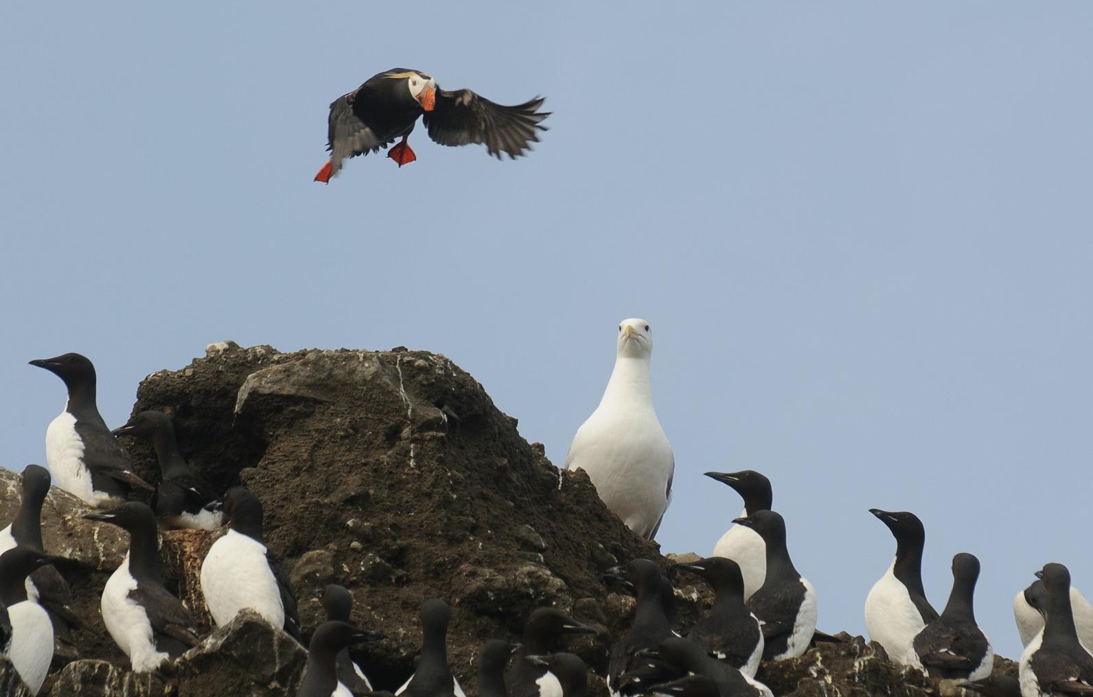 Tufted Puffin in flight 