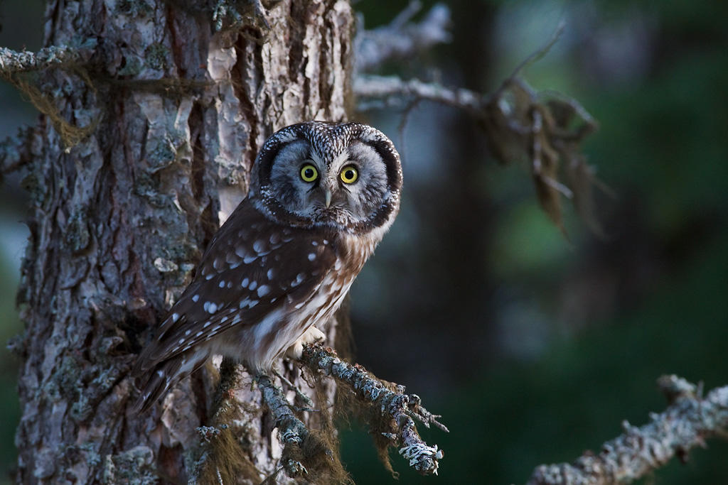 Boreal Owl Boreal Owl