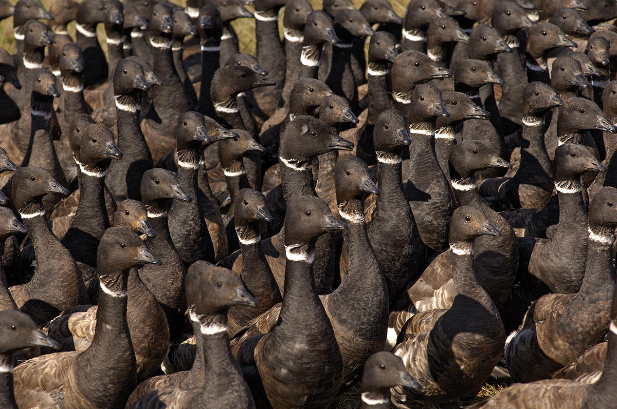 Brant at Teshekpuk Lake