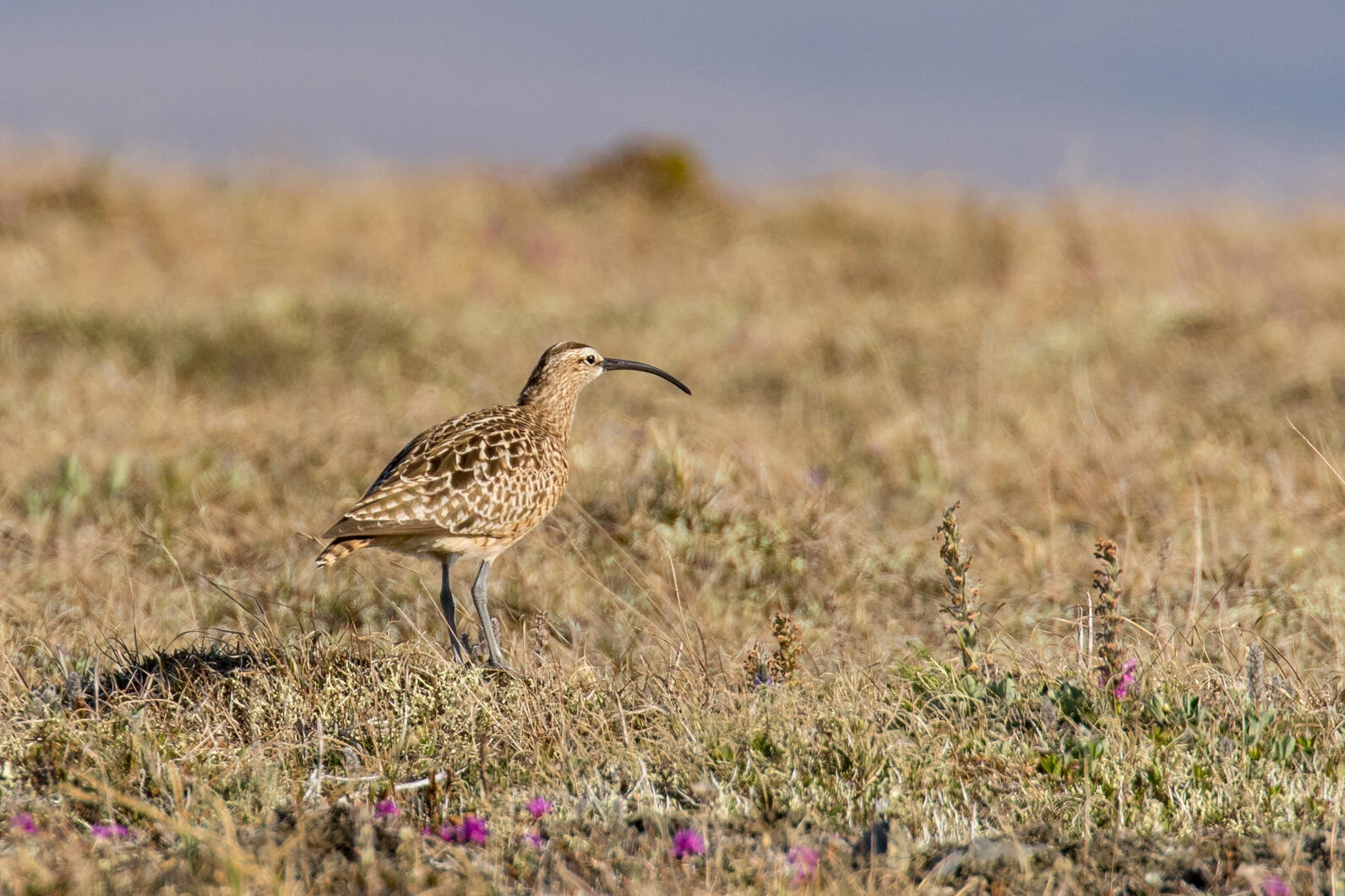 Bristle-thighed Curlew Bristle-thighed Curlew