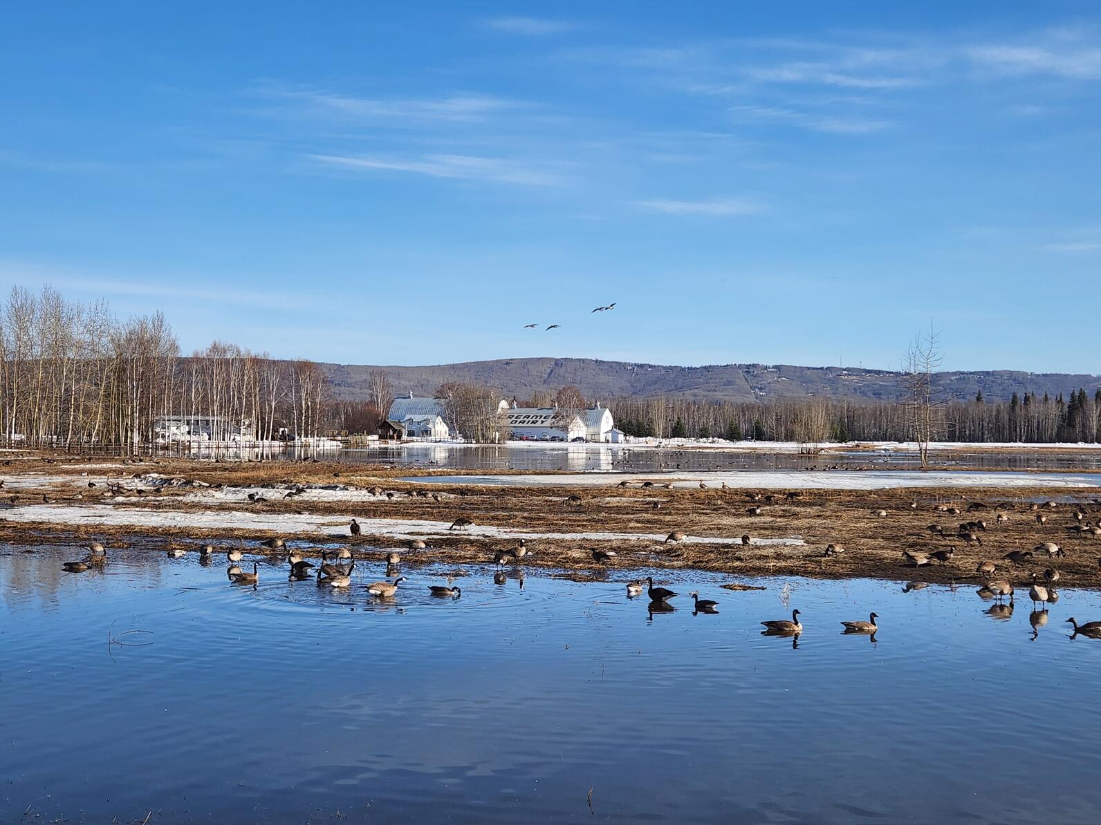 Multiple geese on in a wetlands complex