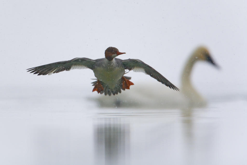 Common Merganser. Common Merganser.