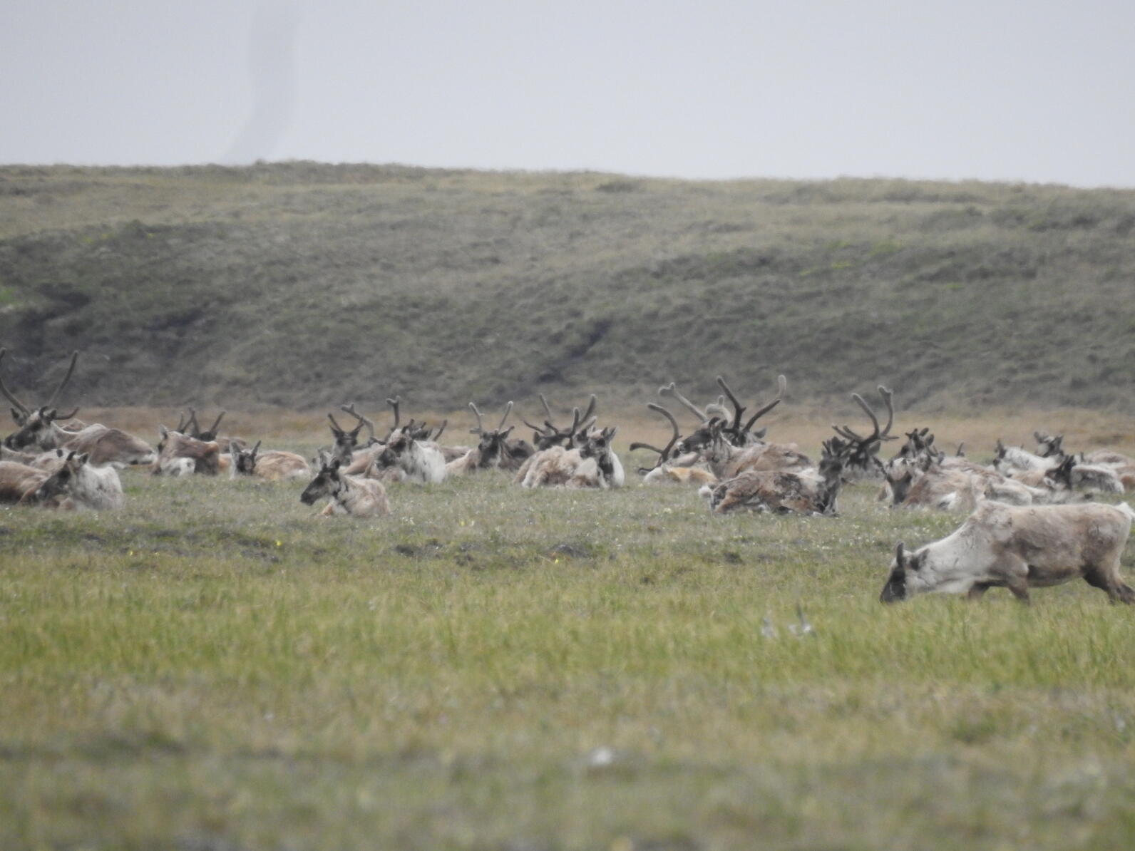 Caribou in the Arctic Refuge.