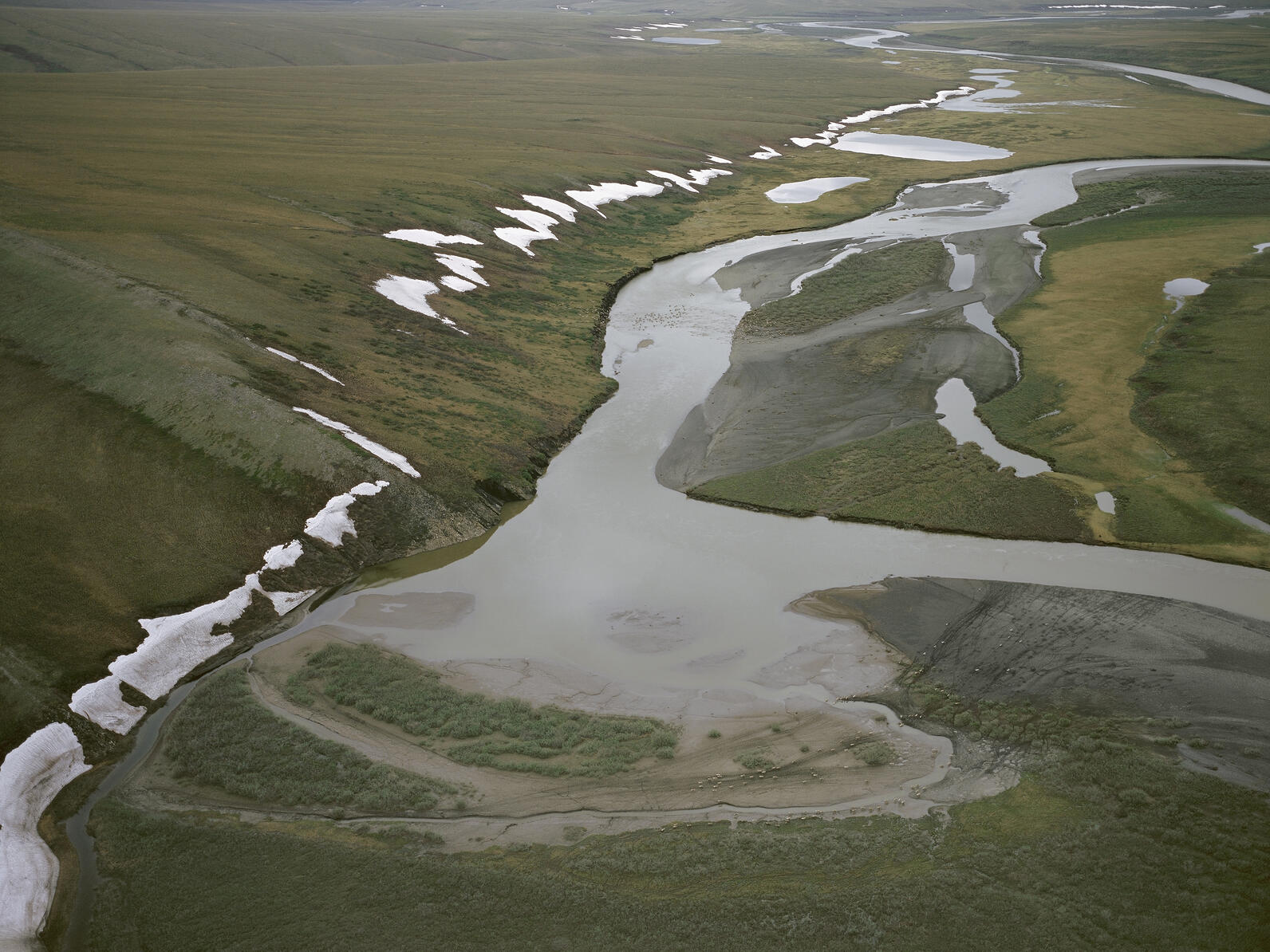 Caribou crossing large river in Alaskan landscape