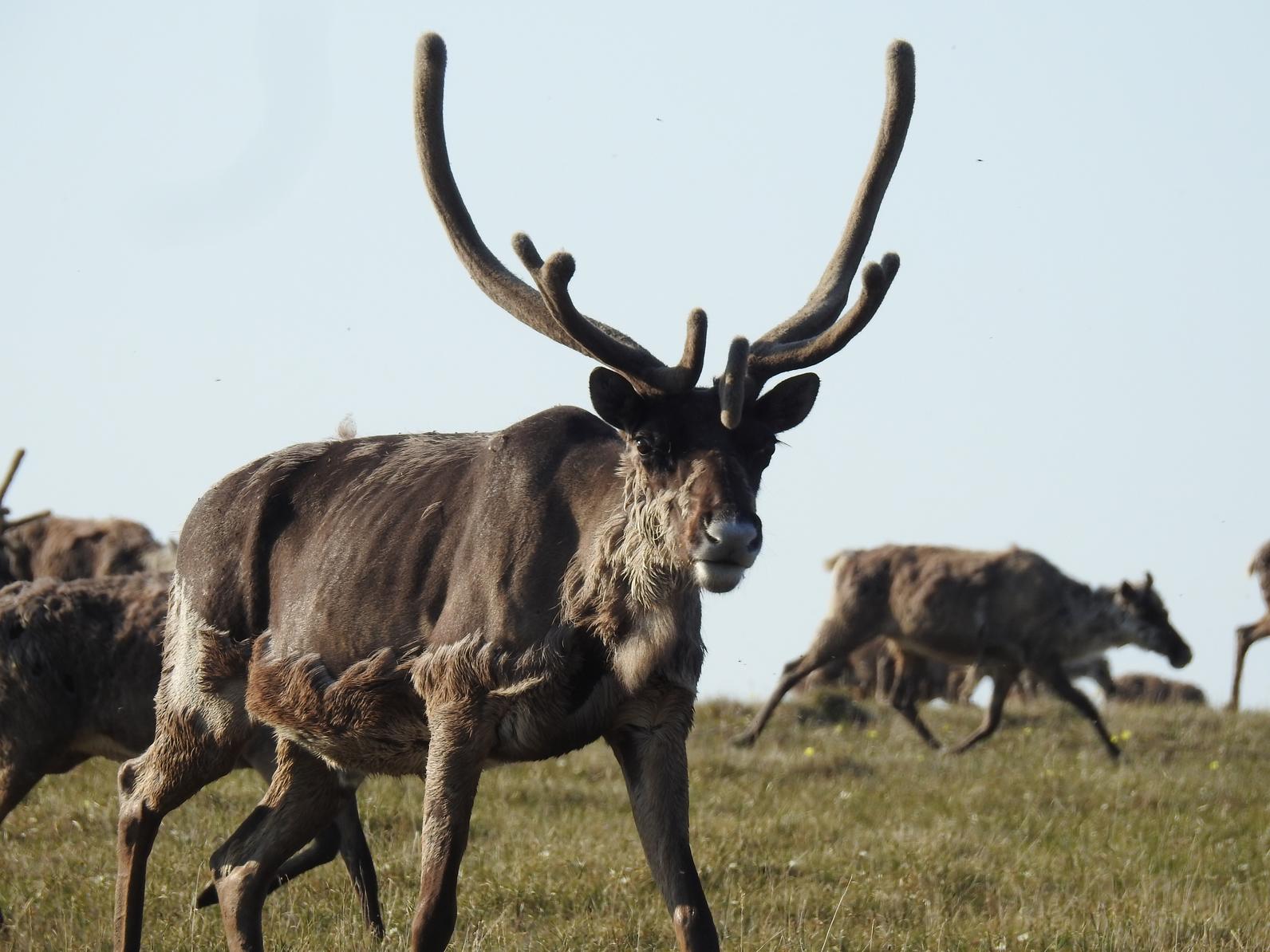 Caribou in Arctic Refuge Caribou in Arctic Refuge
