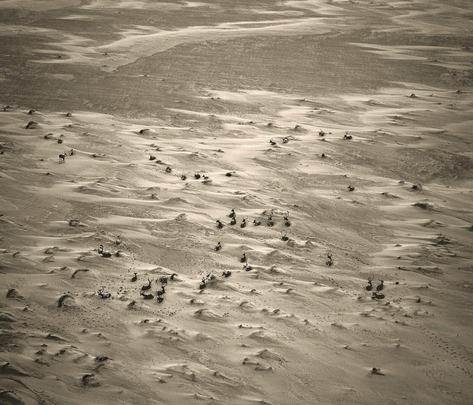 Multiple caribou rest on dunes