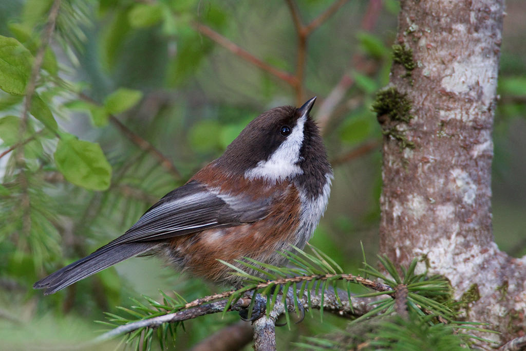 Chestnut-backed Chickadee. Chestnut-backed Chickadee.