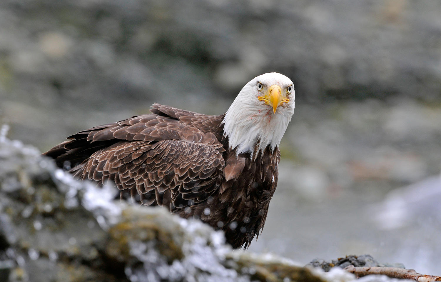 Bald Eagle. 