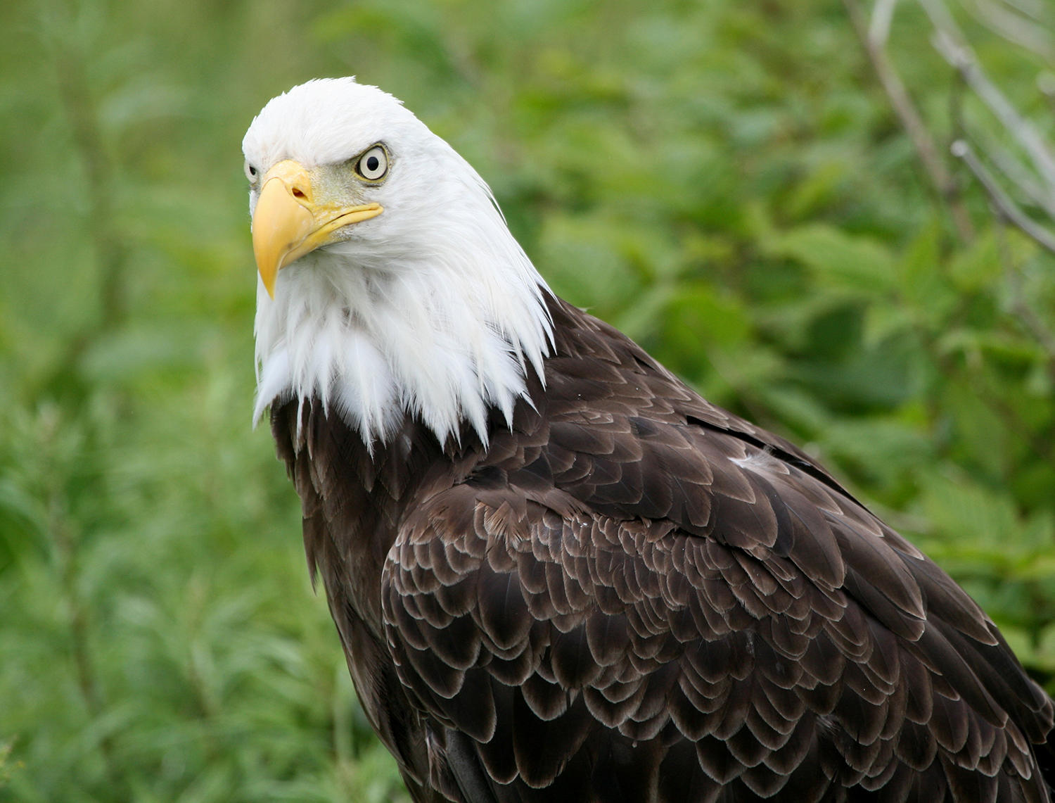 Bald Eagle. 