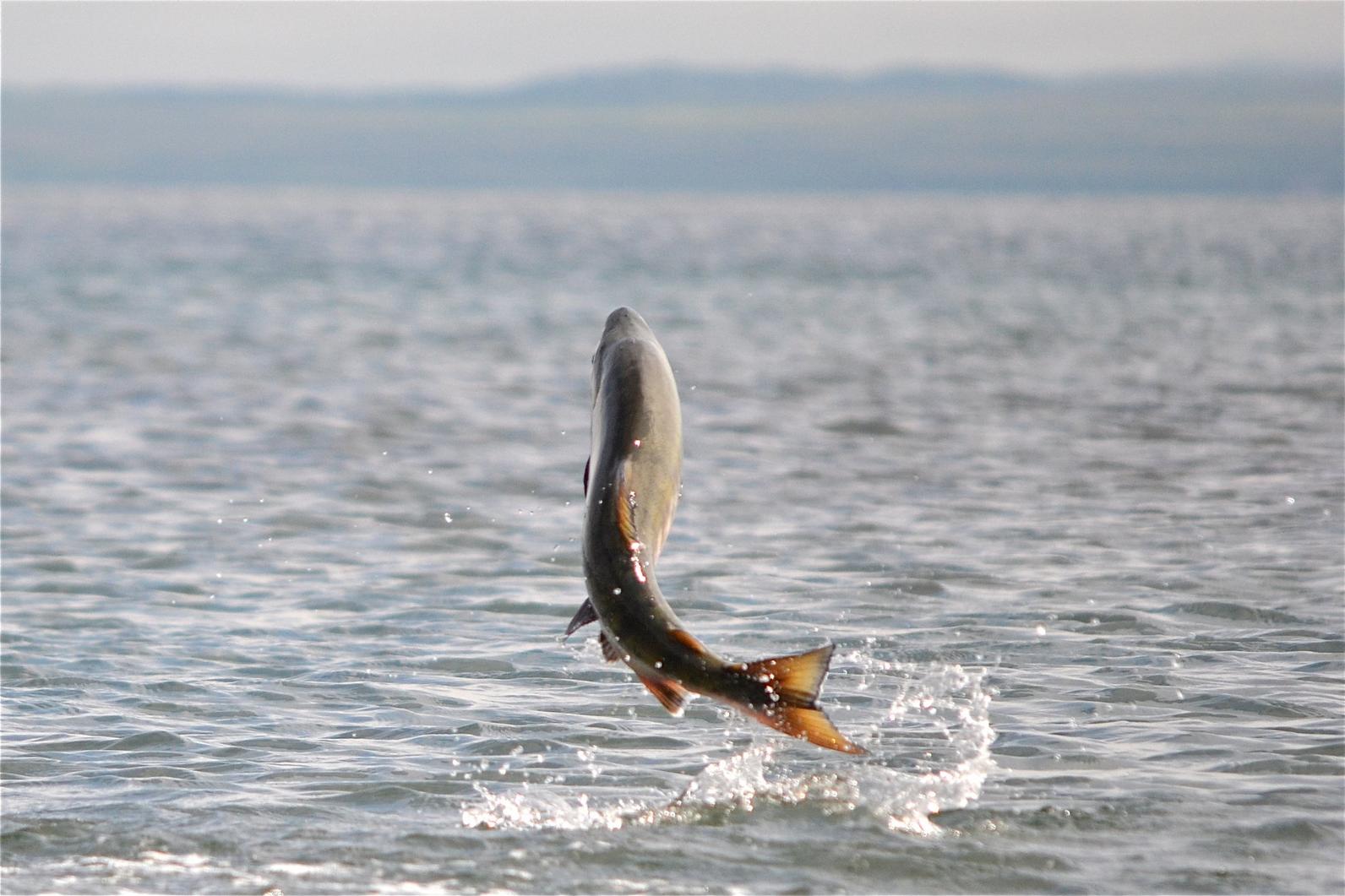 Chum salmon share the rivers and streams around Ambler with many other species of fish and provide sustenance to wildlife and people.