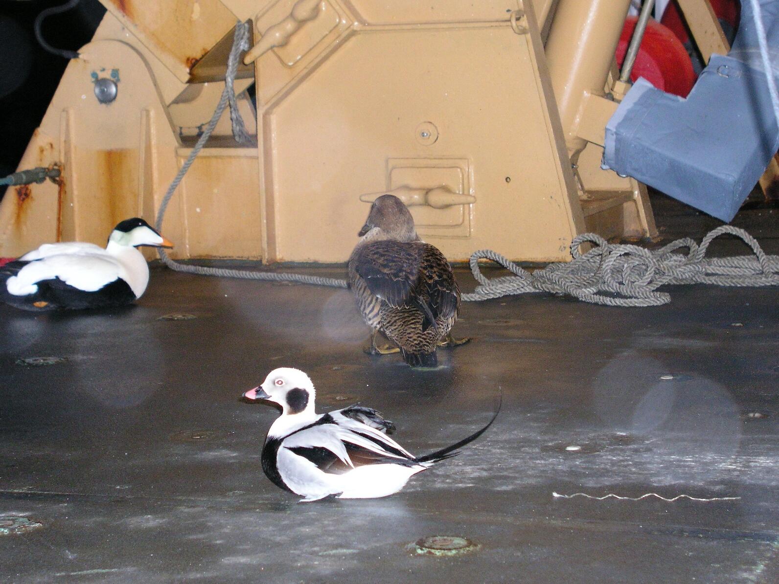Multiple seabirds on a ship deck