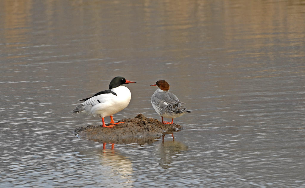 Common Merganser Common Merganser