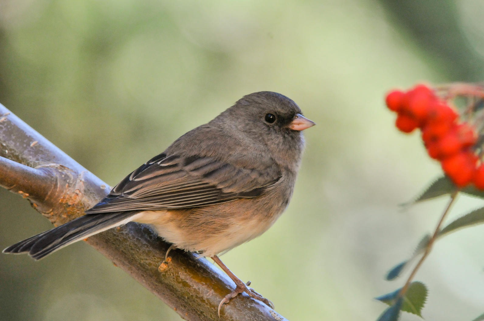 Dark-eyed Junco. Dark-eyed Junco.