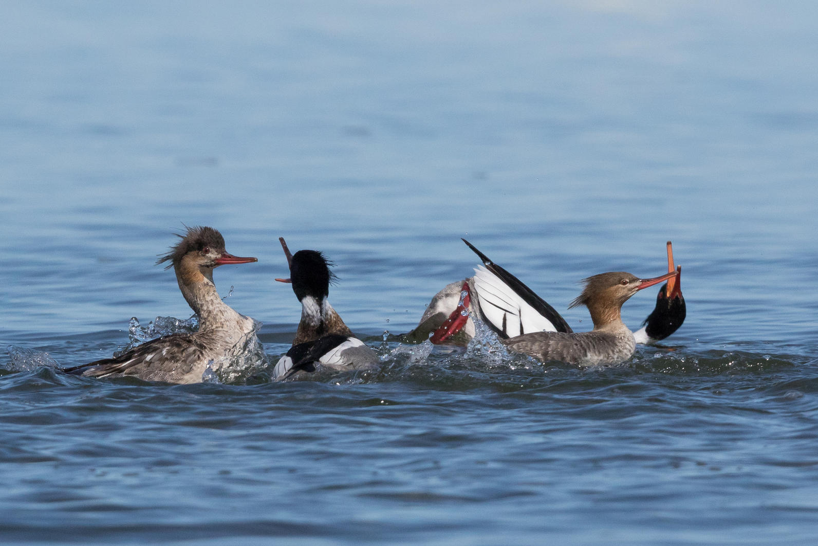 Red-breasted Mergansers. 