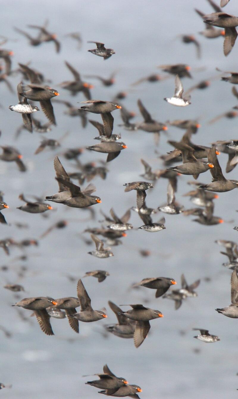 Flock of seabirds over water