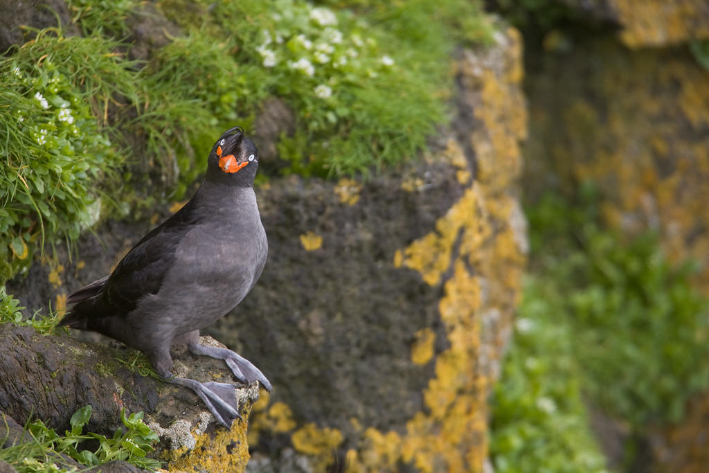 Crested Auklets are seabirds who rely on forage fish. 