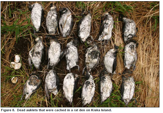 A cache of dead auklets on Kiska Island.