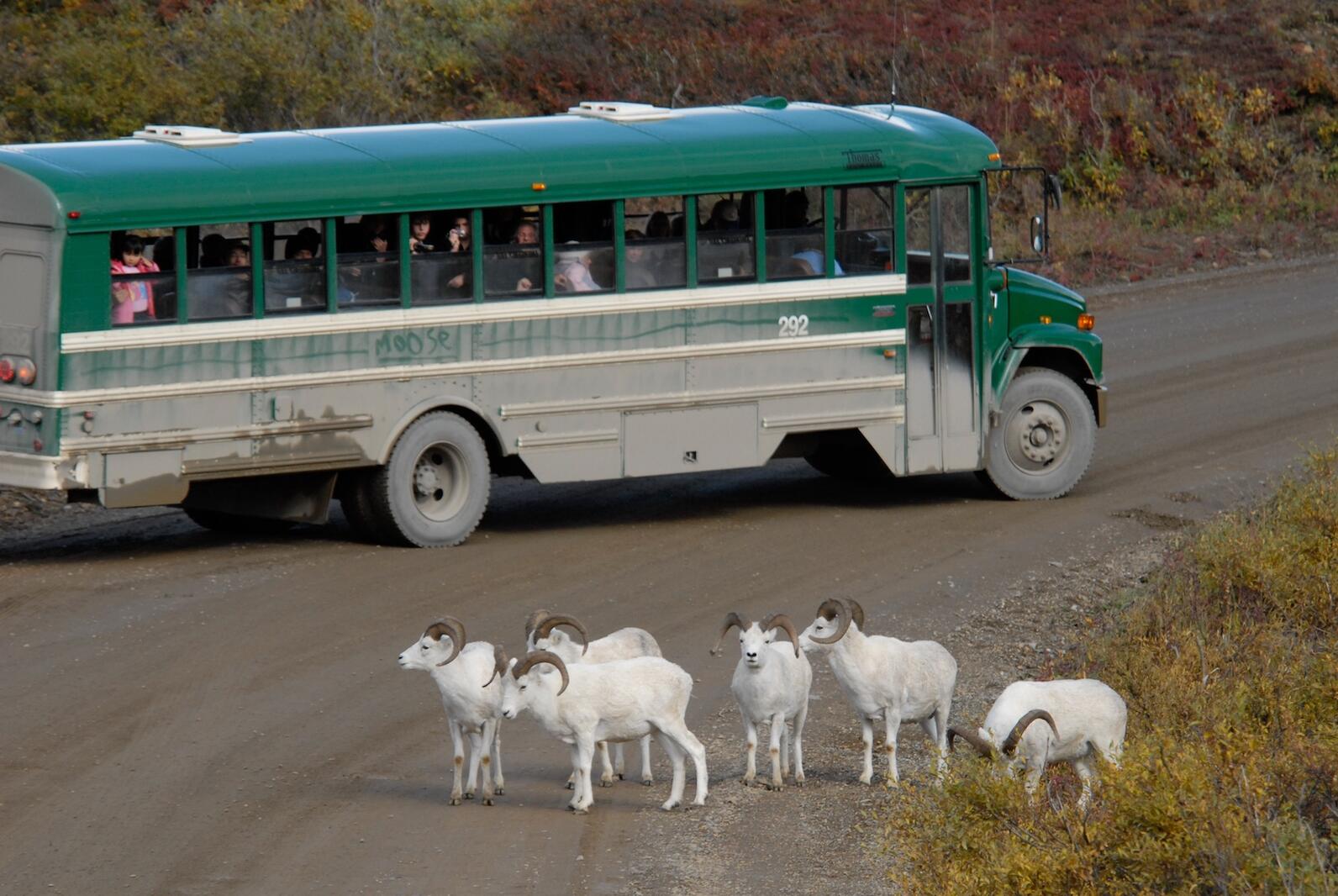 Bus with passengers looking at sheep on dirt road Bus with passengers looking at sheep on dirt road