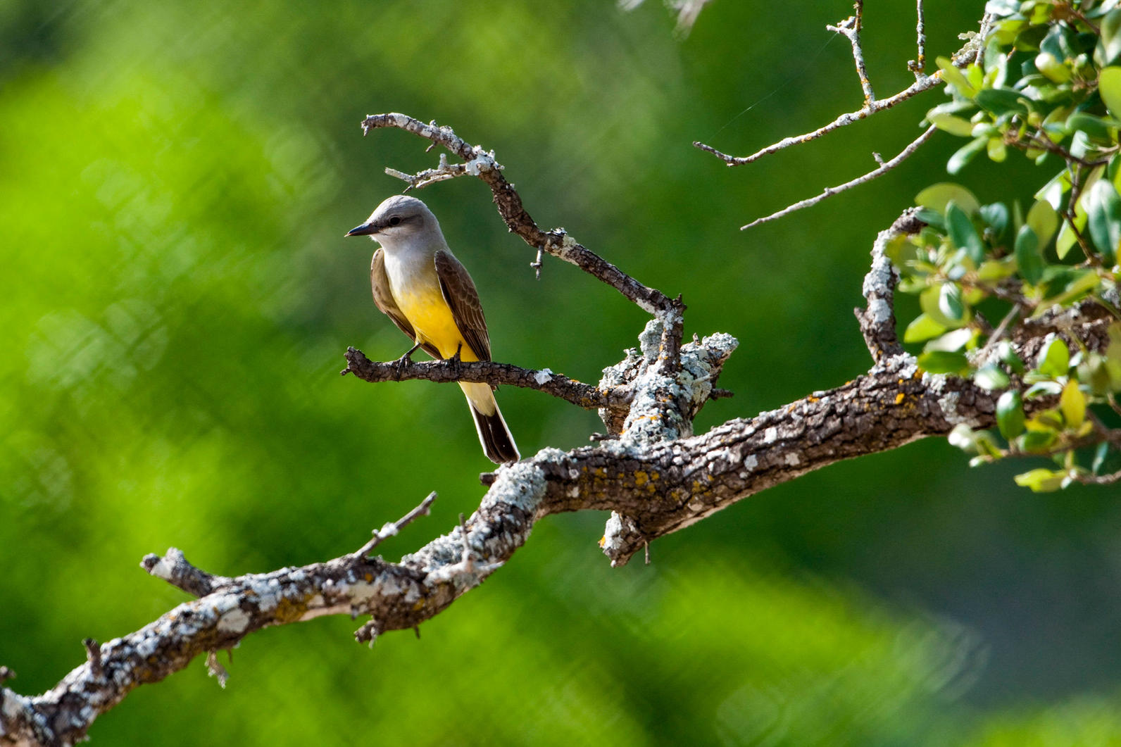 Western Kingbird. Western Kingbird.