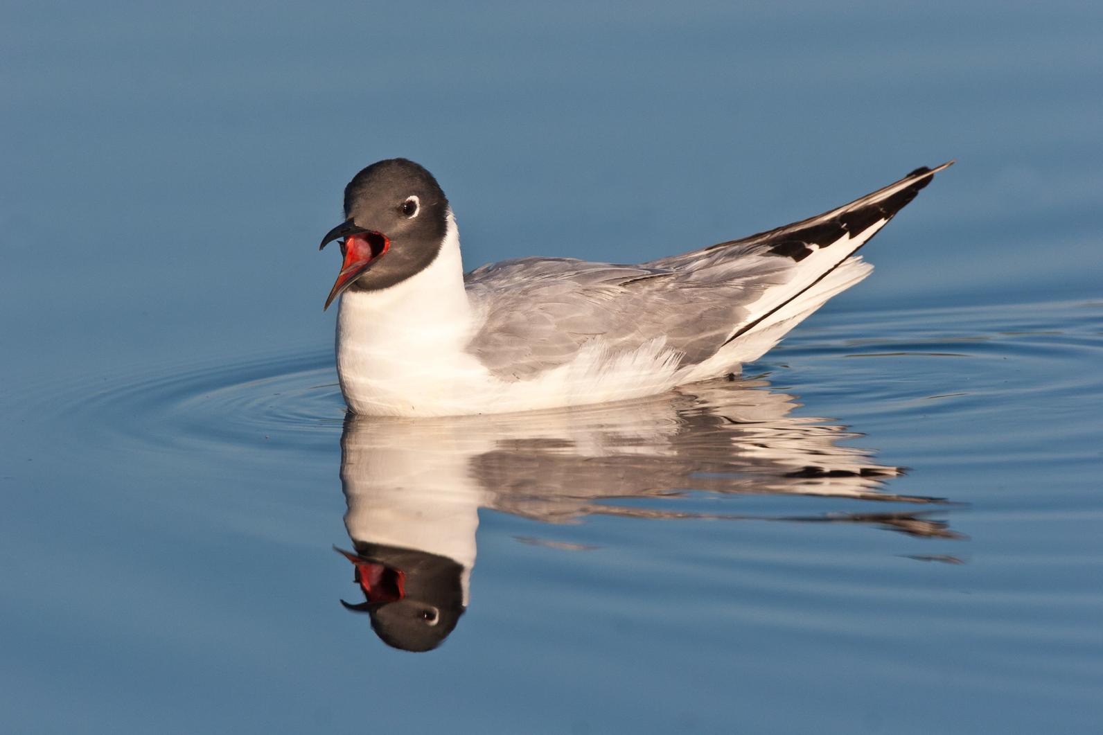 Bonaparte's Gull. 