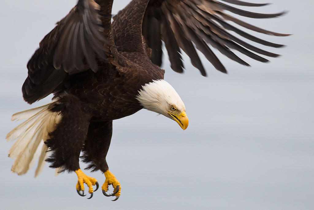 Bald Eagle. Bald Eagle.