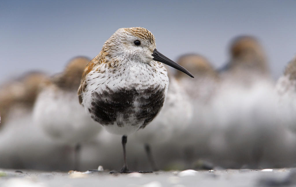 Dunlin. 