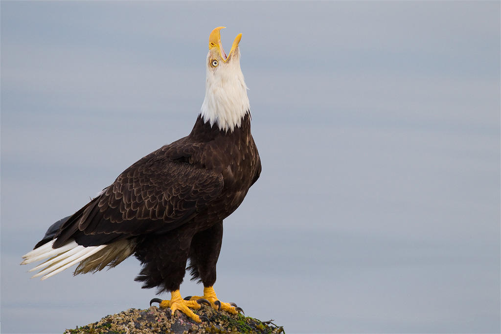 Bald Eagle. 