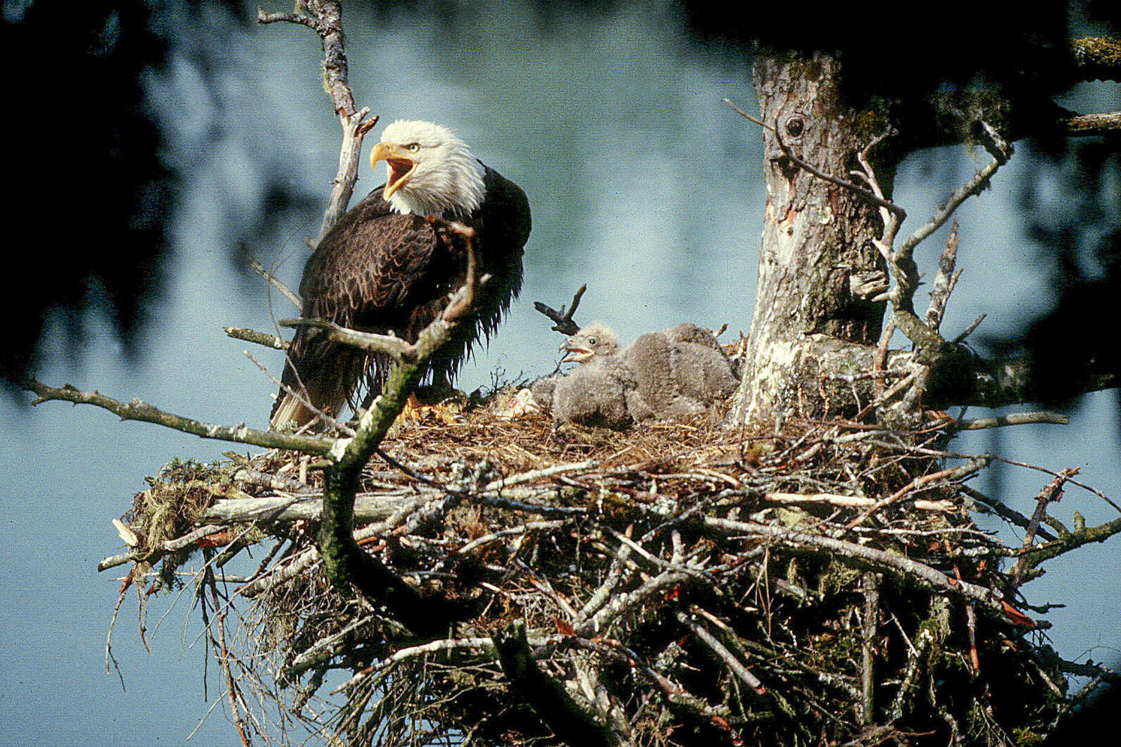 Bald Eagles in nest