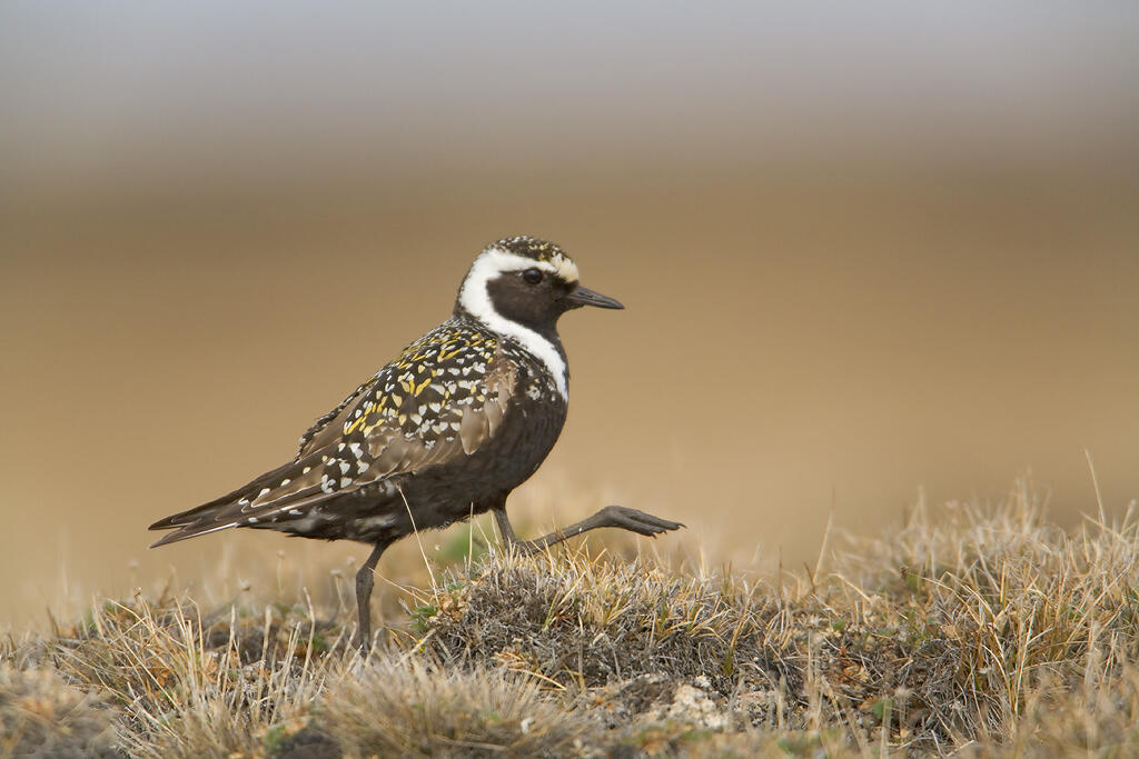 American Golden-Plover