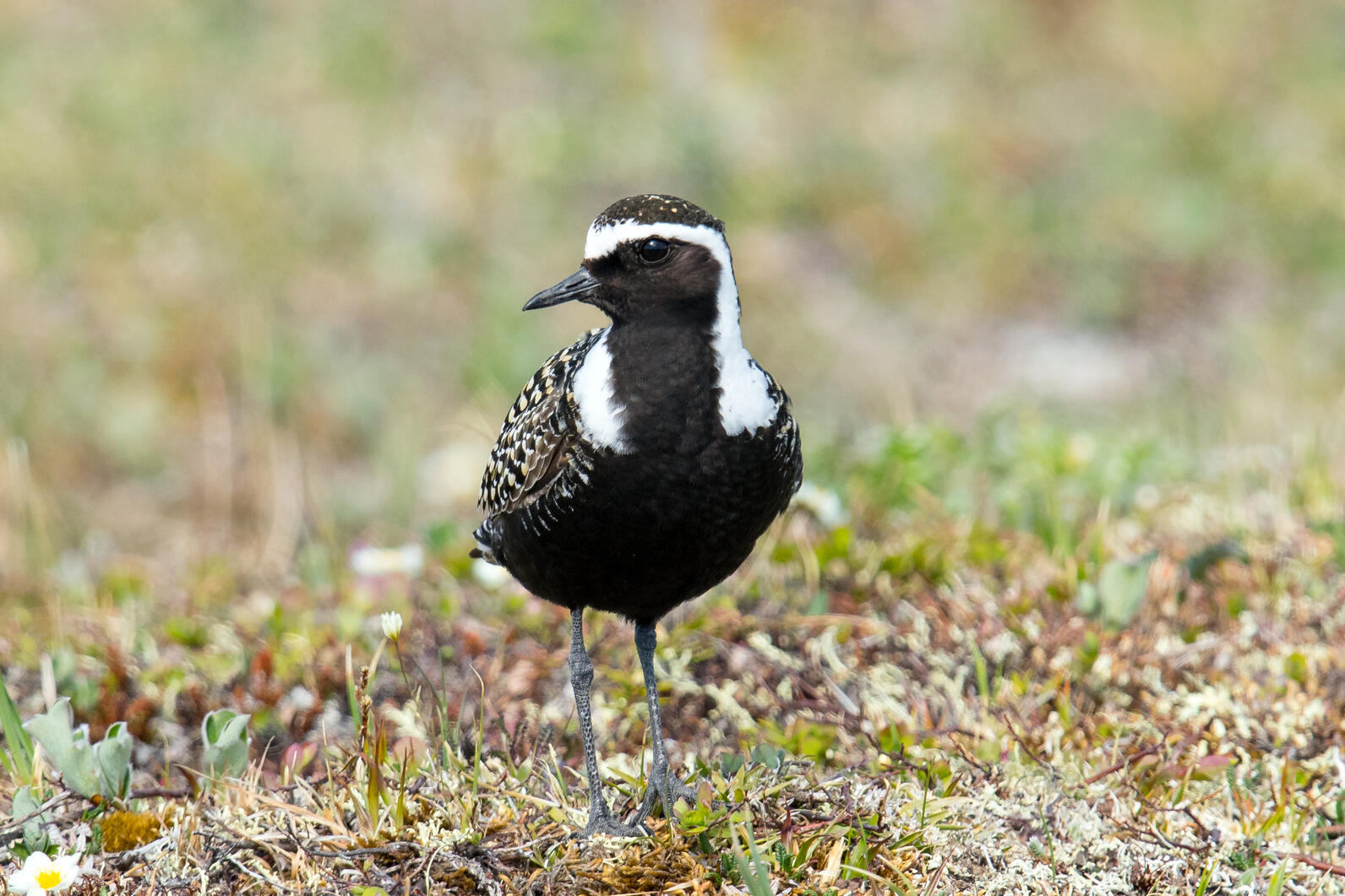 American Golden-Plover