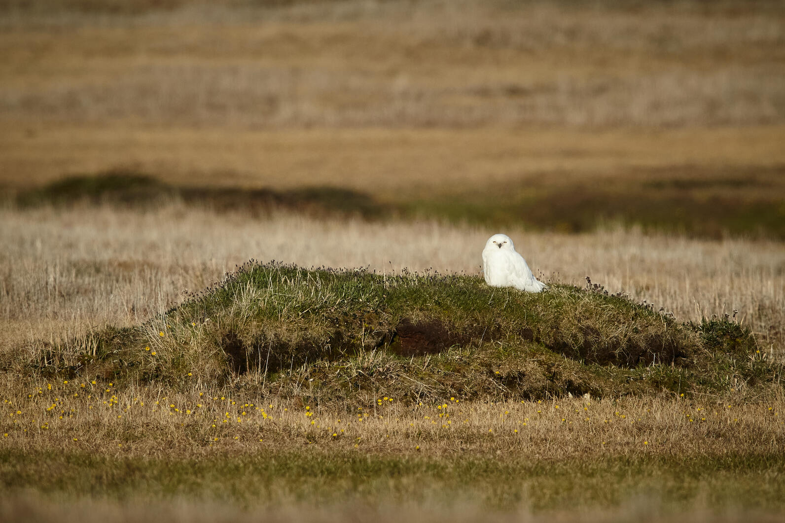A Snowy Owl on the tundra on Alaska's North Slope