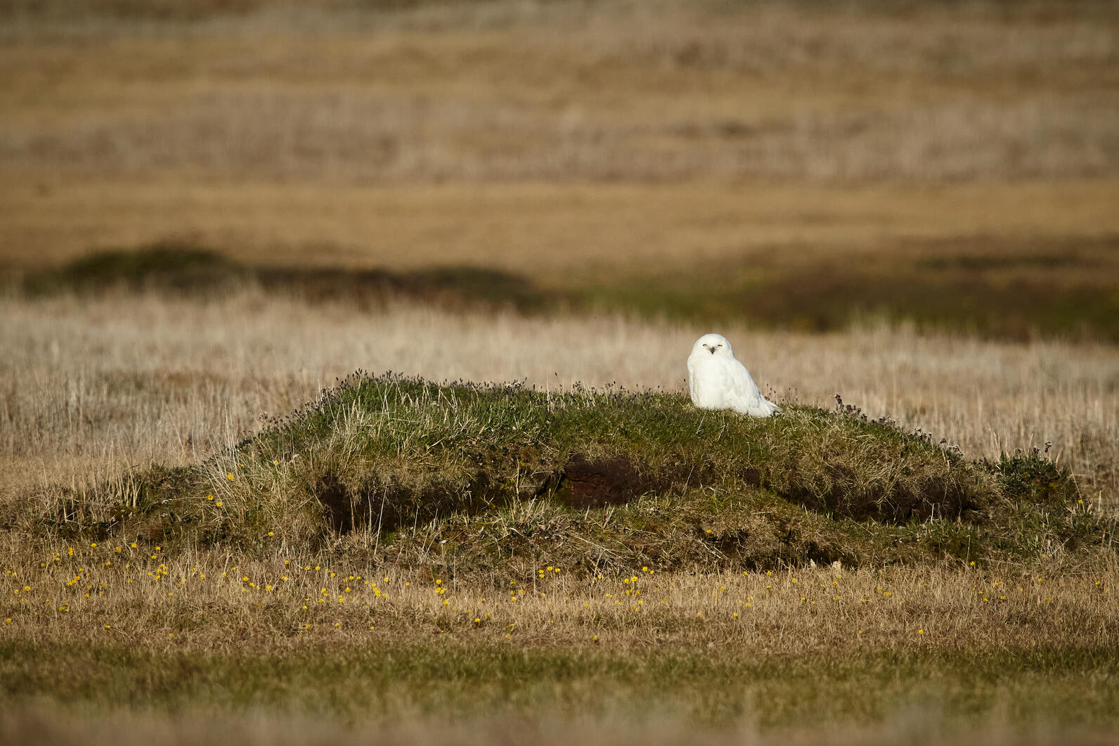 A Snowy Owl on the tundra on Alaska's North Slope A Snowy Owl on the tundra on Alaska's North Slope
