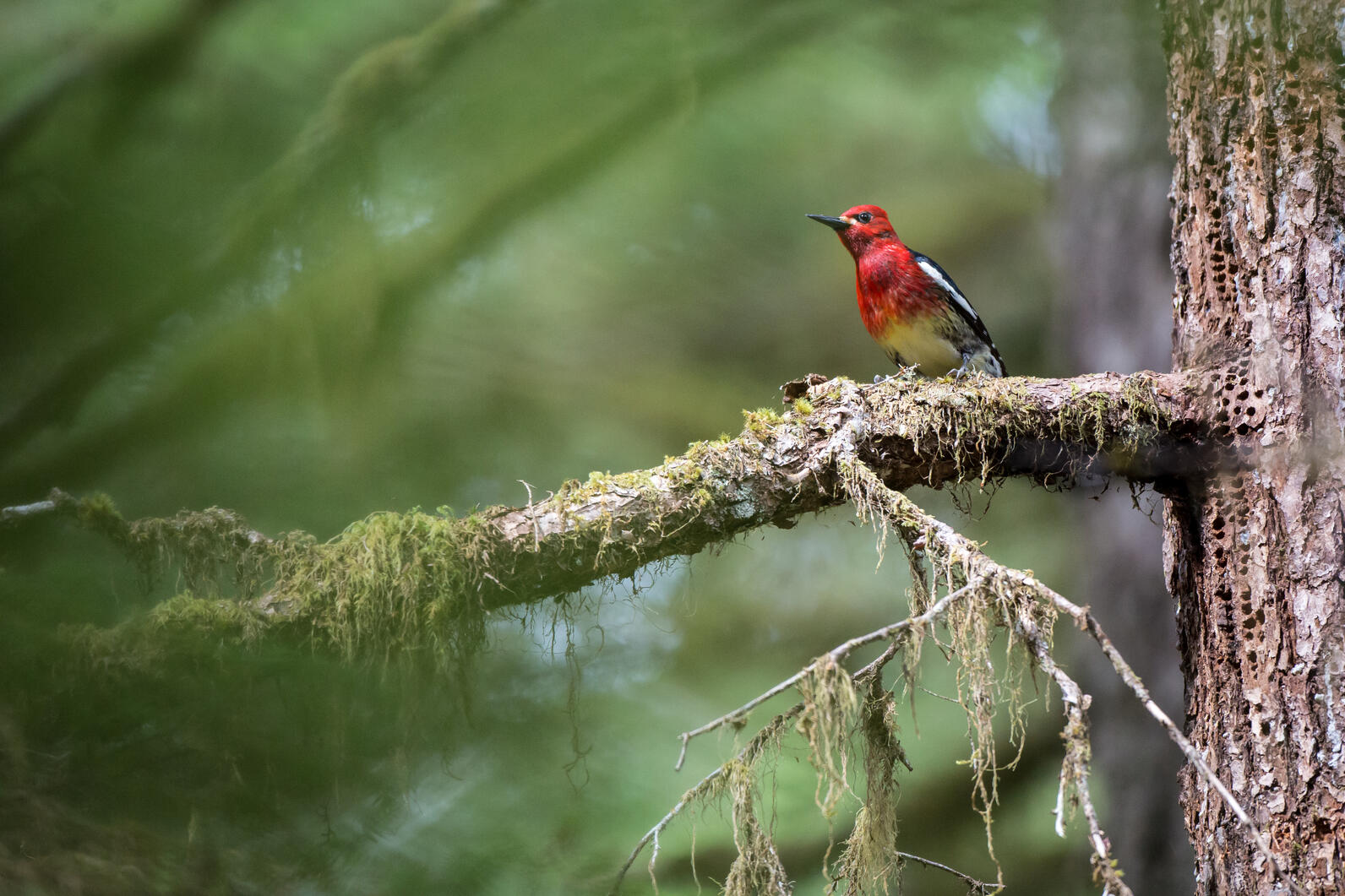 Red-breasted Sapsucker Red-breasted Sapsucker