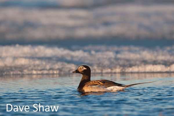 Long-tailed Duck in pond in Arctic Refuge Long-tailed Duck in pond in Arctic Refuge