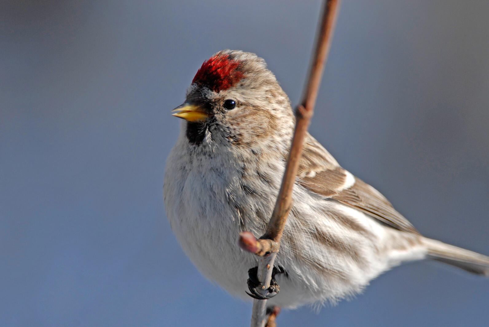 Redpoll Redpoll
