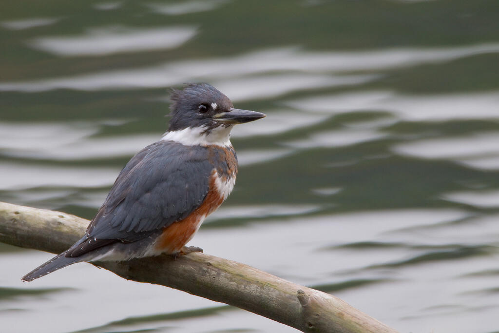 Belted Kingfisher on branch near water