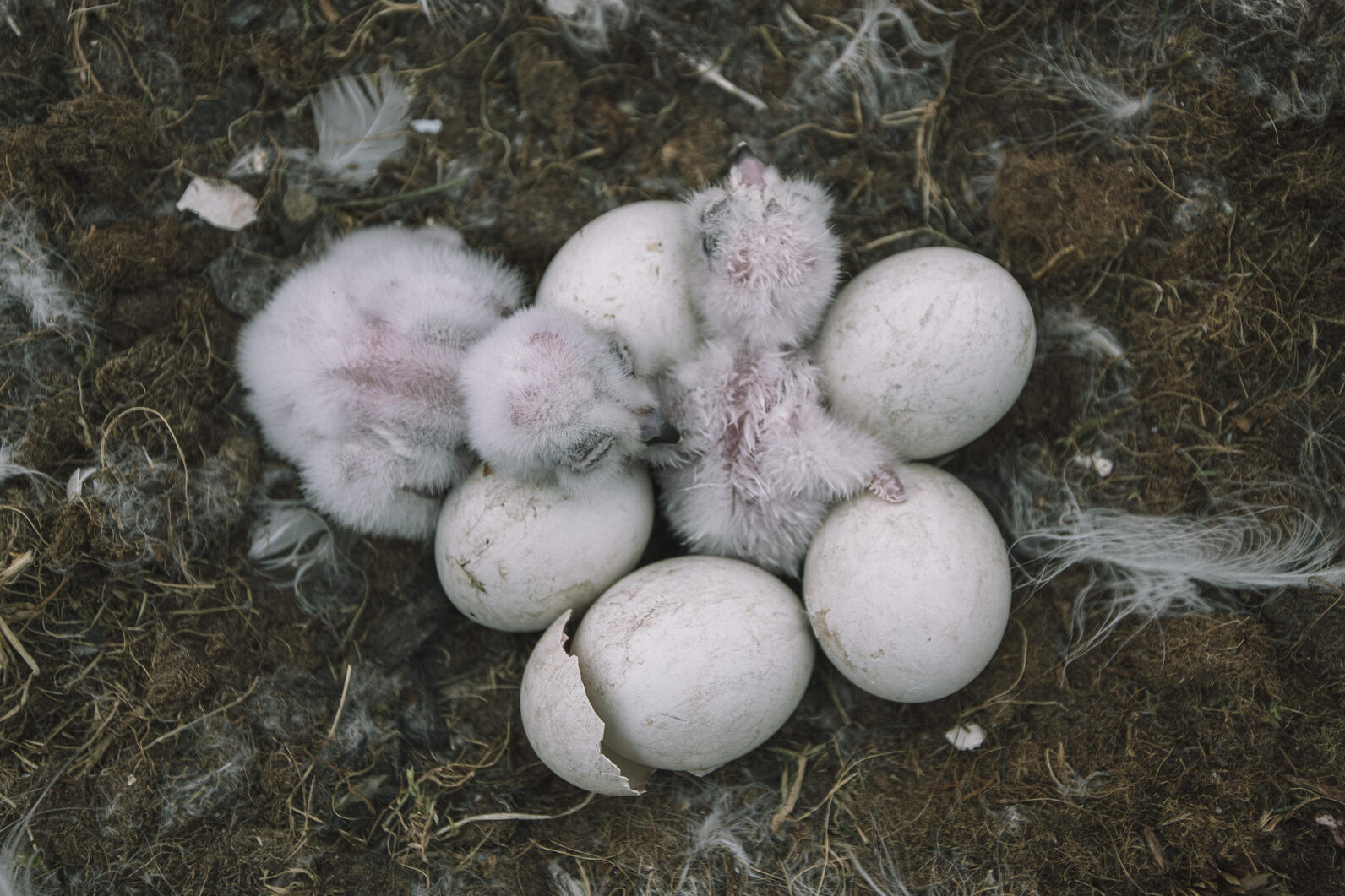 Baby Snowy Owls hatching in ground nest