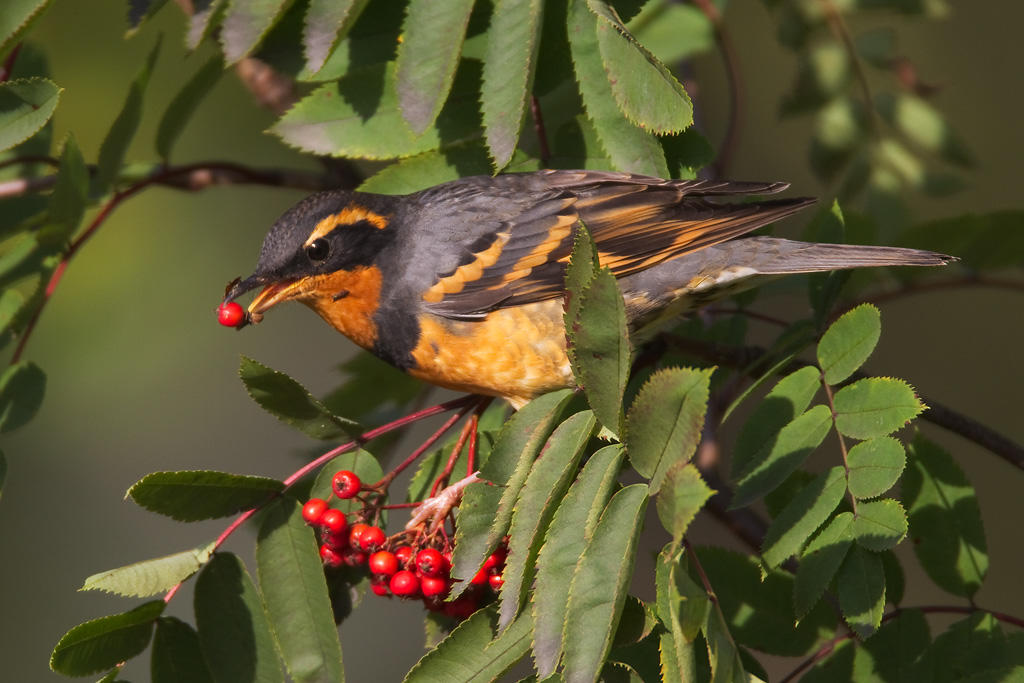 Varied Thrush. Varied Thrush.