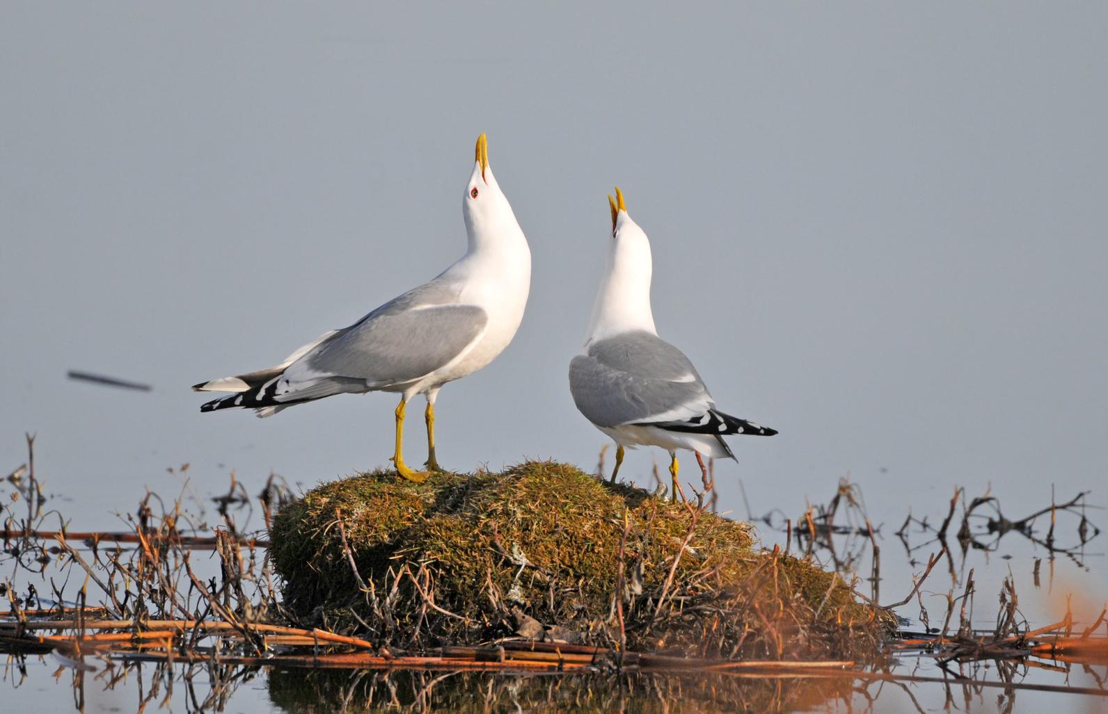 Short-billed Gull. Short-billed Gull.