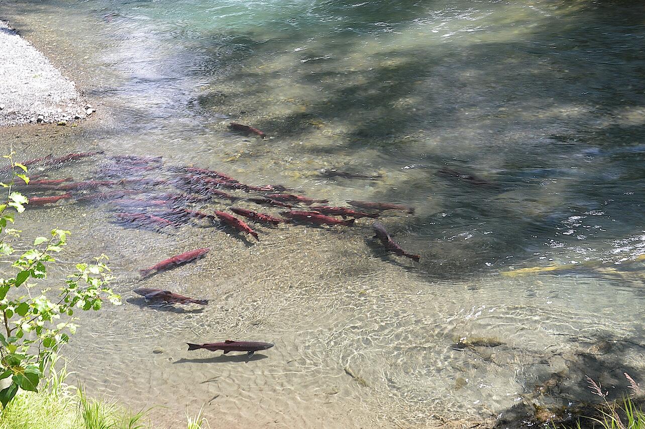 Red fish in stream Red fish in stream