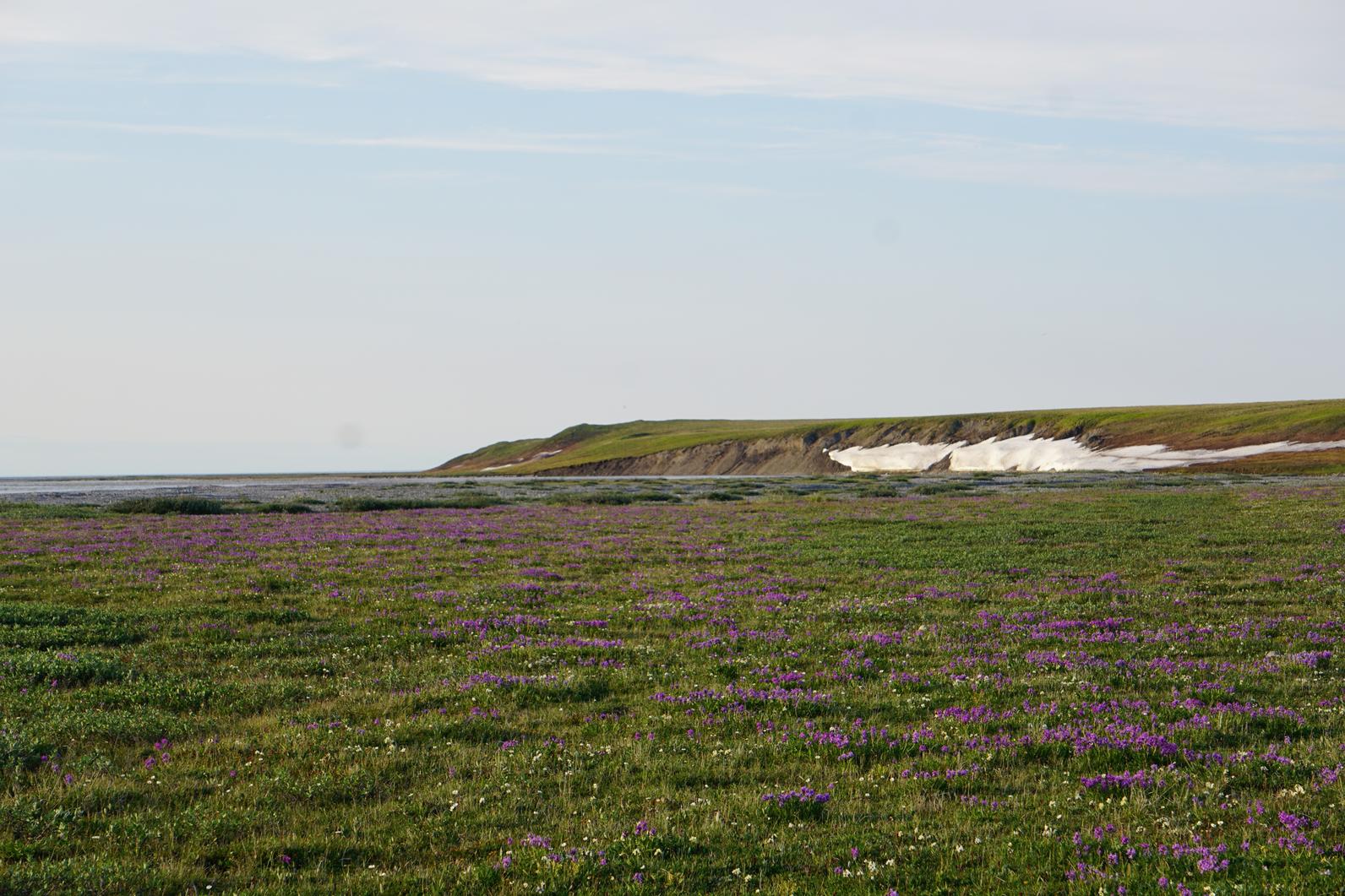 Flowers in the Arctic Refuge. 